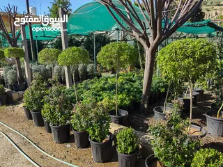  13 جميع أنواع الأشجار ( أشجار زينة - أشجار مثمرة )