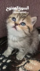 4 Scottish Street Golden Tappy