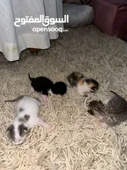  6 قطط حجم صغير لل بيع