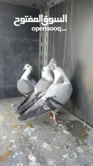  8 جواز حمام للبيع