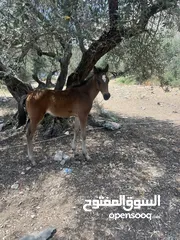  4 رافت الغزال g