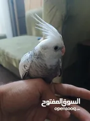  5 كوكتيل لون نادر