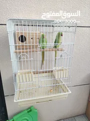  3 Cage with birds pair