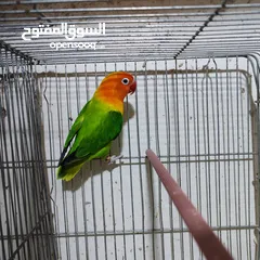  5 جوز فيشر ابلاين جوز منتج واهالي فراخ معهم فرخين مع امكانيه بيع الفراخ لحالها للزق اليدوي