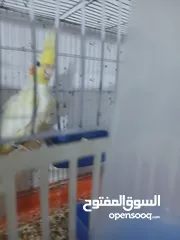  3 جوز كوكتيل شغال