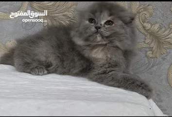  10 قطط جميله كيووت