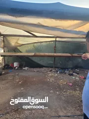  1 شقه للبيع او البدل