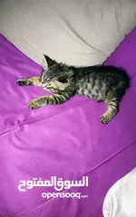  2 264920587.        الجبيهه قرب المسجد التلاوي