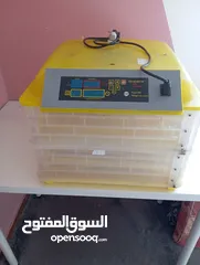  3 فقاسة صيصان تتسع إلى 48 بيضة بحالة ممتازة ومعها 13صوص بلدي عمر اسبوعين مع حاضنة صيصان بسعر 85 دينار