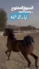  5 للبيع فلو واهو بولش