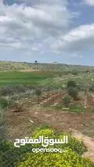  5 ارض دونمين و80 متر