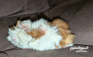  2 ارنب هندي . ارانب هندية .guinea pig