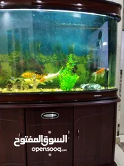  1 للبيع حوض سمك 60 × 70 ب