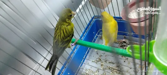  1 جوز  كنار مع قفص 3معالف