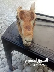  1 راس غزال محنط للبيع في اربد