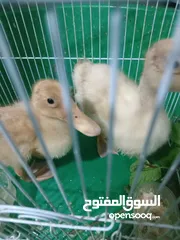  1 للبيع بط صغار