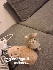  6 قطط هملايا صغيره شهرين للبيع 25 دينار واحده