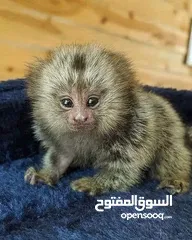  1 WhatsApp us marmoset monkeys