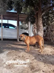  2 كلبة جميلة