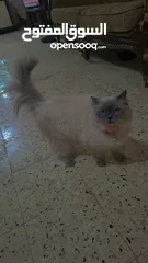  5 قطه سيامي شوكليت للبيع مع أغراضها
