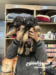  3 جراء جيرمن شبرد شولاين