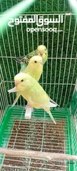  3 طيور حب  عصافير حب   ببغاء حب  بادجي   طيور  عصافير  ببغاء