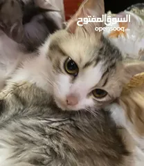  2 قطط للتبني cats for adoption