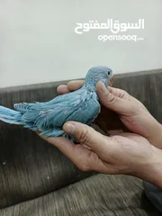  2 فراخ درة للبيع