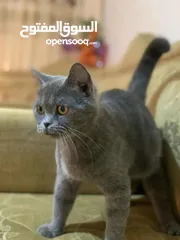  4 سكوتش للبيع انثى حامل من سكوتش كمان لببيع