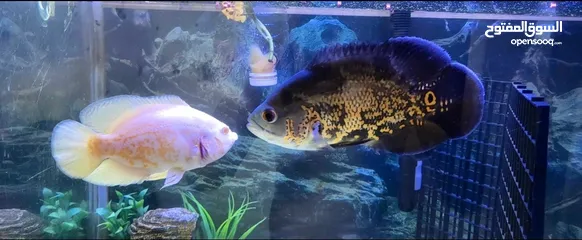  3 2  Oscar Fish for sale