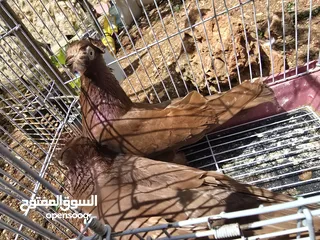  3 حمام اوزبيك روسي  وكالوت  نخب النخب