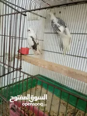  2 حبتين كوكتيل بايد للبيع دون قفص