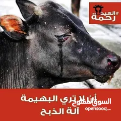  25 لحام متنقل ذبح أضاحي خاروف عجل بلدي جمل غنم بلدي روماني برزيلي كولمبي اسباني خروف بلدي جزار متنقل