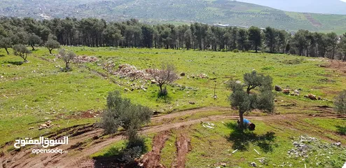  16 فيلا فاخرة على أرض 2000م تصنيف أ A, طابو – زاوية شارعين + مجلس ضيوف مستقل في طوباس