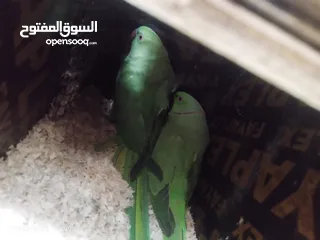  2 بغبغاء زوج دره الاخضر