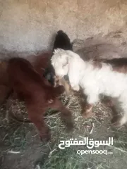  6 خمس معزا و ثلاث جديان