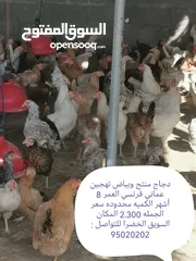  2 دواجن بياضه ومنتجه عمانيه فرنسيه بمختلف الاحجام والأعمار وغيرها من الطيور