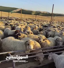 1 أضاحي العيد دخل المنزل ذبح بسعر مناسب