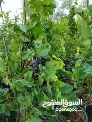  8 جميع أنواع أشجار الفواكة والحمضيات ( بلدي - مستورد )