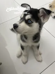  8 Beautiful and smart husky for new year new life