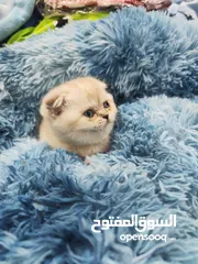  5 ذكر سكوتش فولد سلفر ششدد العمر 55 يوم