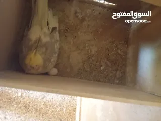 6 فراخ كنار وفراخ كوكتيل للبيع