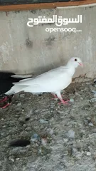  14 بسم الله والصلاه على رسول الله فحول طيور حمام وجواز للبيع