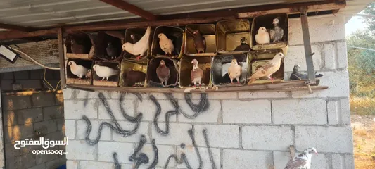  3 50 جوز حمام