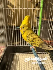  3 طيور بادجي بحاله ممتازه