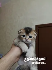  6 سكوتش فولد جولدن Ny25 الريلز موضح كل اشي