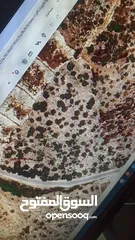  21 القبة الذهبية  شارع بلعا-دير الغصون