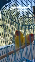  4 Budgies pairs