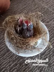  2 بلابل صغار للبيع