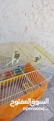  3 زوج من طيور الحب